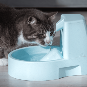 Provide Plenty Of Fresh Water