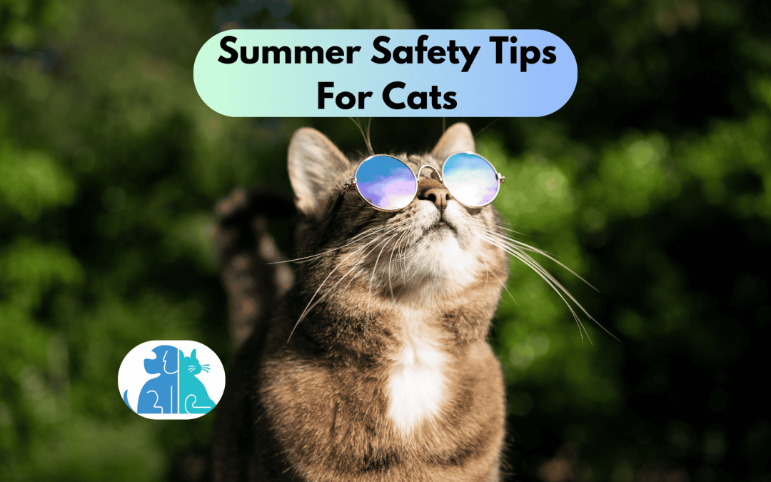Summer Safety Tips For Cats
