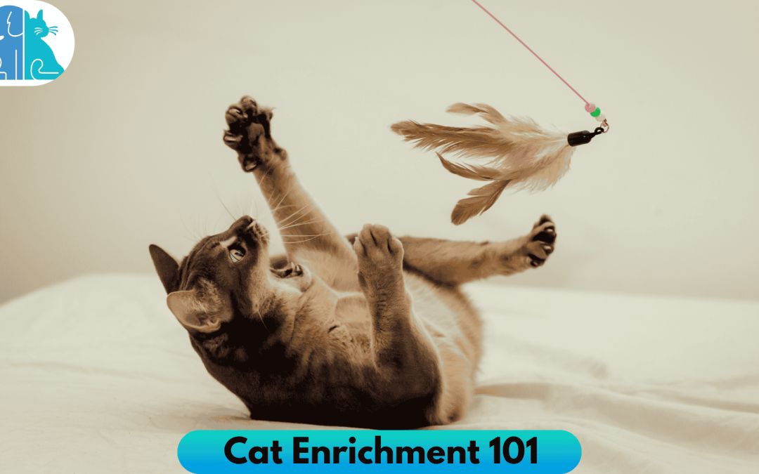 Cat Enrichment 101