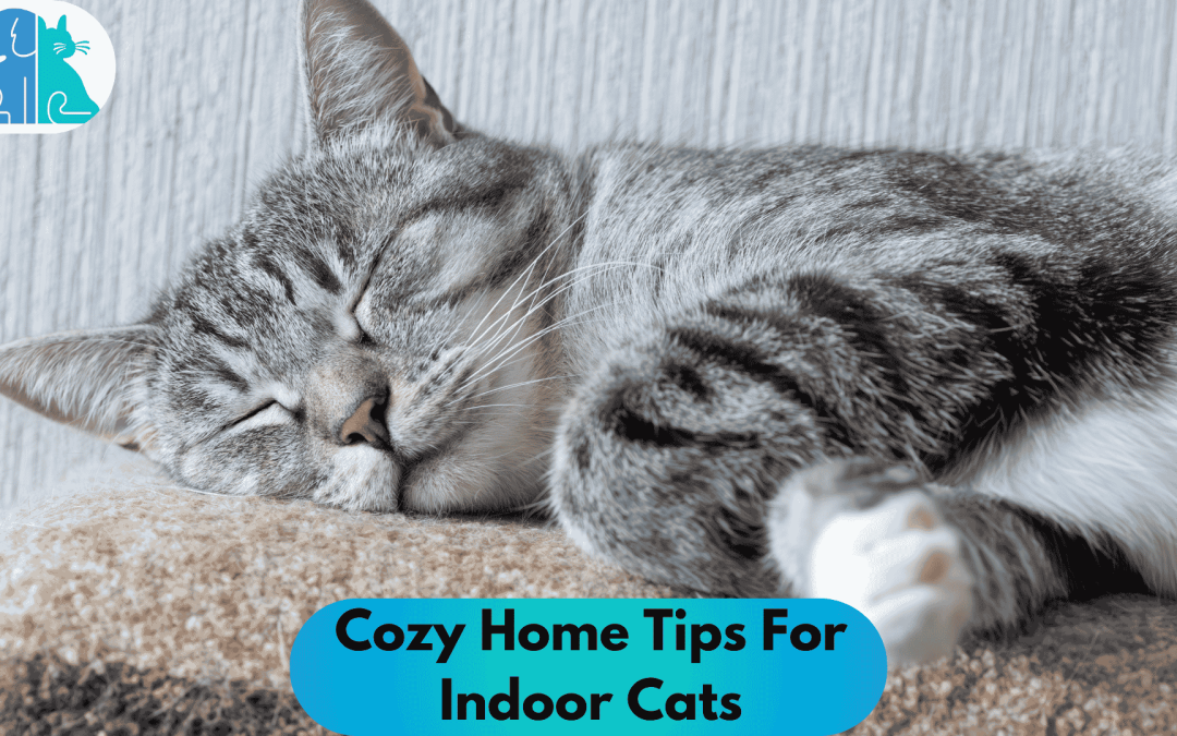 Cozy Home Tips For Indoor Cats