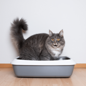 Don’t Overlook the Litter Box Setup