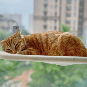 Easy Ways to Enrich Your Cat’s Environment