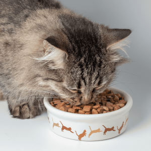Feeding Schedules Matter More Than You Think