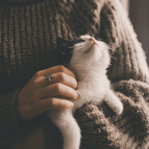 Hire The Cat Care Professionals Today!