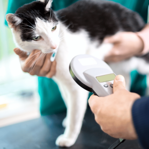 Microchipping Is a Must