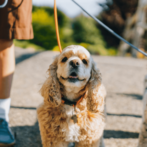 Pets Feel Safer with Structure