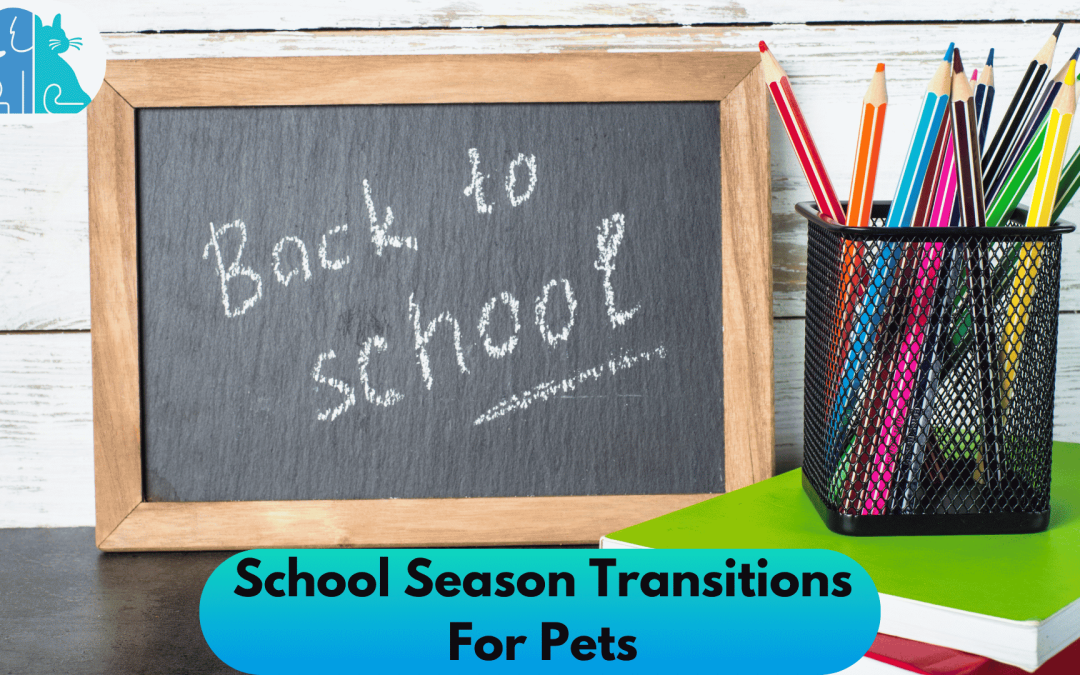 School Season Transitions For Pets