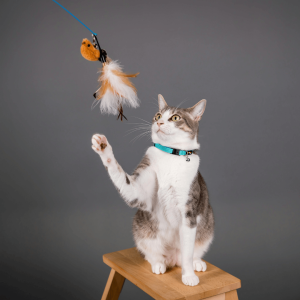 What Is Cat Enrichment