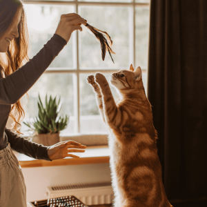 Why Indoor Enrichment Matters