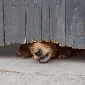 Why Pets Go Missing