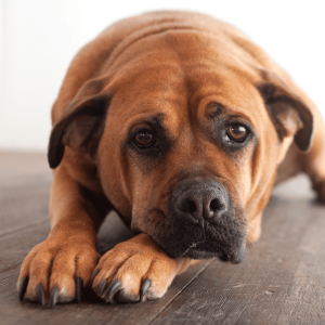 Why Routine Changes Affect Pets