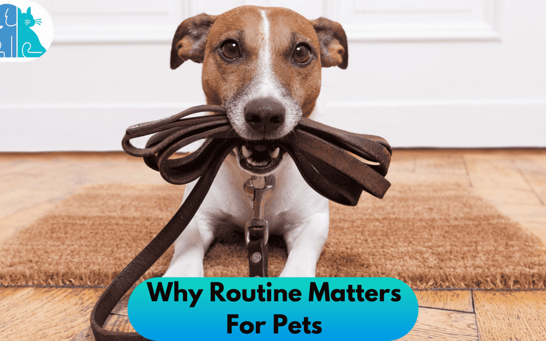 Why Routine Matters For Pets