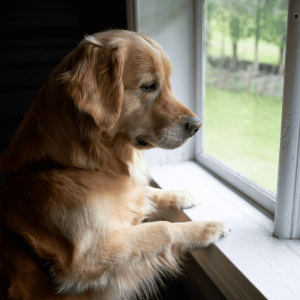 Why Travel Can Be Stressful for Pets