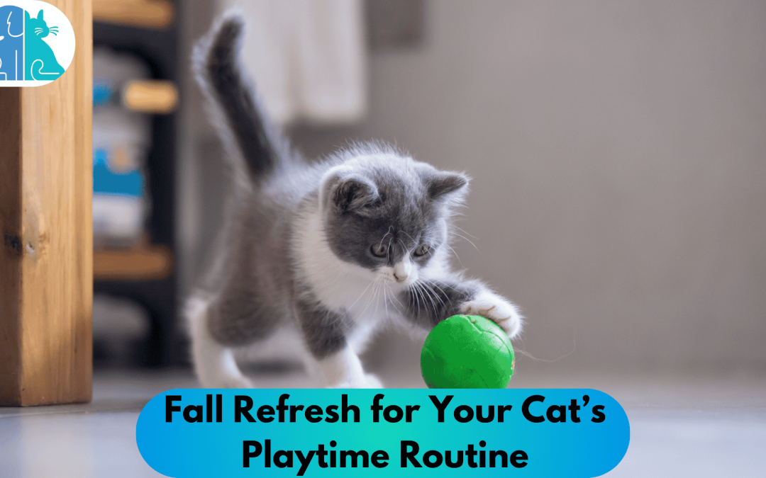 Fall Refresh for Your Cat’s Playtime Routine