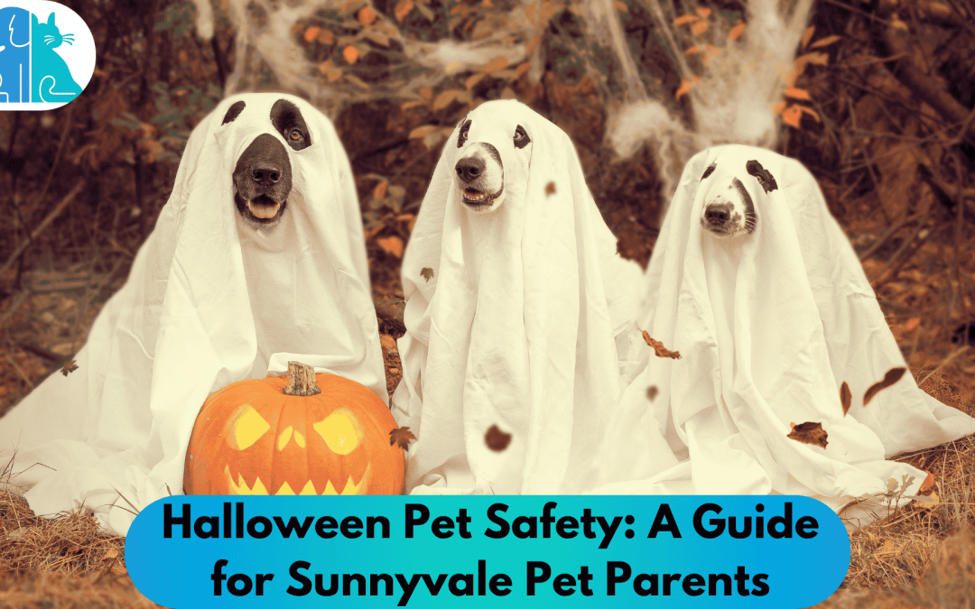 Halloween Pet Safety: A Guide for Sunnyvale Pet Parents